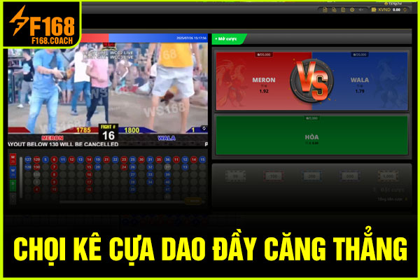 Chọi kê cựa dao đầy căng thẳng