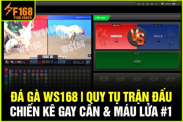 Đá Gà WS168 | Quy Tụ Trận Đấu Chiến Kê Gay Cấn & Máu Lửa #1