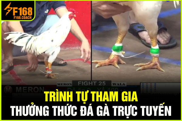 Trình tự tham gia thưởng thức đá gà trực tuyến