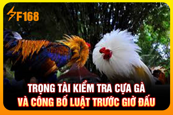 Trọng tài kiểm tra cựa gà và công bố luật trước giờ đấu
