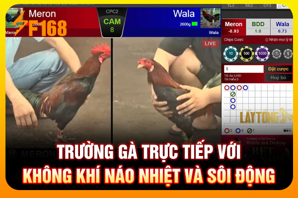 Trường gà trực tiếp với không khí náo nhiệt và sôi động